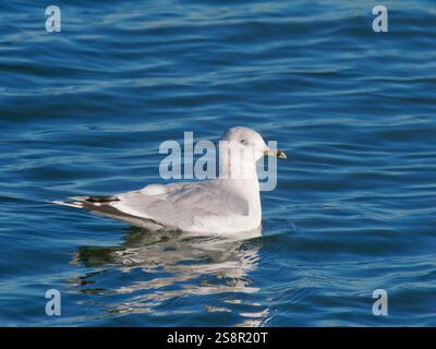 Common Gull on water Larus canus Abberton Reservoir,Essex,UK BI044602 Stock Photo