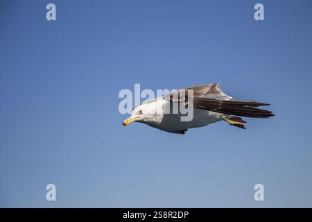 Single seagull flying in a blue sky as a background Stock Photo