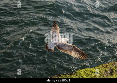 Single seagull flying with with sea as a background Stock Photo