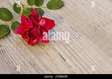 An image of a withered red rose background Stock Photo