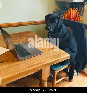 Black Labrador dog sitting on chair by the kitchen table. Stock Photo
