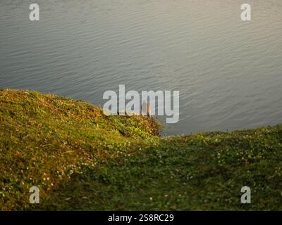 A large bird stands on a rock near a body of water. A bird is looking for food in a riverside park. Stock Photo