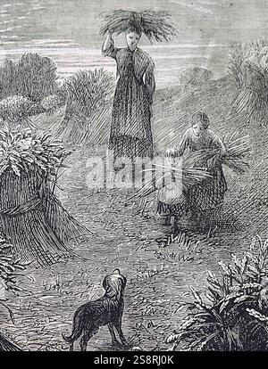 Illustration depicting a Gleaner. Gleaning is the act of collecting ...