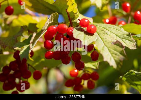 Ripe red berries of viburnum (viburnum) on a sunny day Stock Photo