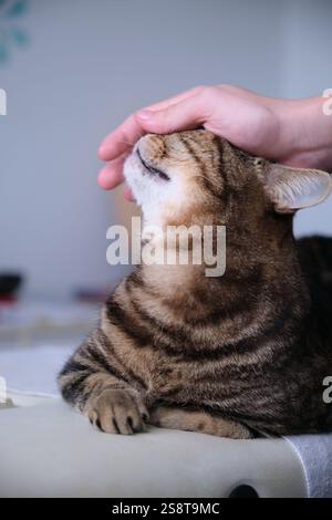 Hand stroking British tabby cat Stock Photo