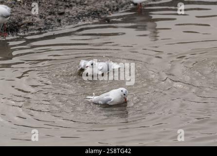 Black-headed Gull (Chroicocephalus ridibundus) bathing in a tidal pool at Leigh on Sea, Essex Stock Photo