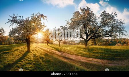 Rural paradise landscape with the sun rising behind blossoming trees in spring. With blue sky and a path leading into the sunlight. Stock Photo