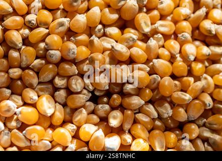 A close-up of golden popcorn kernels illuminated by natural light, showcasing their smooth texture and vibrant color. Stock Photo