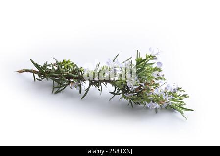 Freshly picked sprig of flowering rosemary isolated on white background. Front view. Stock Photo
