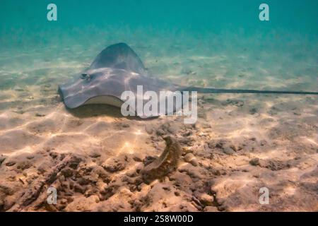 French Polynesia, Rangiroa Atoll, Blue Lagoon. Stingray swimming on ocean bottom. ©Cathy & Gordon Illg / Jaynes Gallery / DanitaDelimont.com Stock Photo