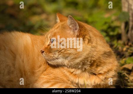 A ginger cat resting on autumn leaves, enjoying the warm sunlight. Stock Photo