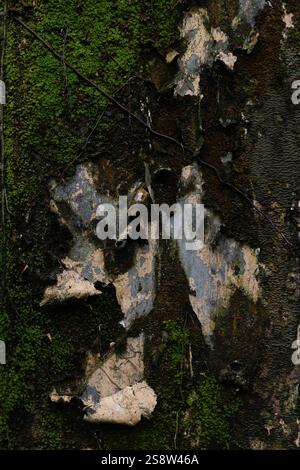 Moss and vines growing on a wall with peeling paint. Stock Photo