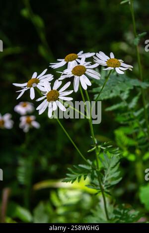 In the spring in the wild in the woods blooms tansy shields Tanacetum corymbosum. Stock Photo
