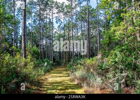 Longleaf pine forest, Florida Stock Photo - Alamy