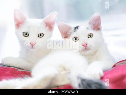 Two white kittens lying together on a blanket and looking at the camera Stock Photo