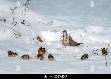 Mourning Dove birds and small songbirds, Finches and Warblers feeding in the snow during a snowstorm. Stock Photo