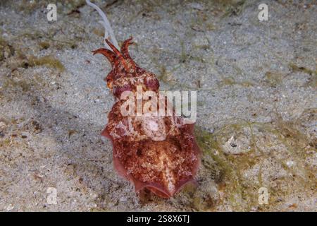 This stumpy-spined cuttlefish, Sepia bandensis, is extending its two specialized tentacles to attempt to capture its prey, Philippines. Stock Photo
