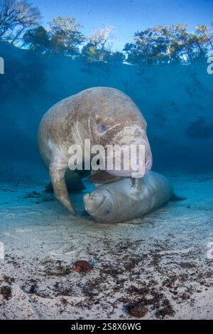 A baby endangered Florida manatee, Trichechus manatus latirostris, attempting to get milk from the mother. Three Sisters Spring in Crystal River, Flor Stock Photo