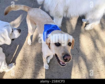 Dogs playing at a dog park in California Stock Photo