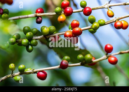 Costa Rica, Alajuela Province. Typical Arabica coffee plantation. Detail of coffee berries on plant. Stock Photo