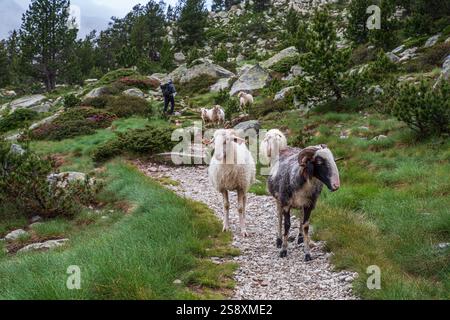 A small flock of sheep walks along a footpath with a tourist in the Pyrenees mountains Stock Photo
