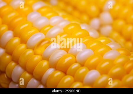 Sweet boiled corn, macro shot. Food background. Close up of corn kernels on cob. Early hybrid super sweet. Stock Photo