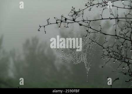 Spiderweb adorned with dew drops hanging from twigs captured on foggy day in nature. Highlighting intricate, delicate web designs and soft light filtering through the misty forest backdrop. Stock Photo