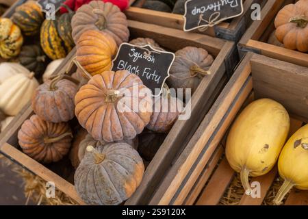 Wooden crates displaying assorted squash, including Black Futsu Stock Photo