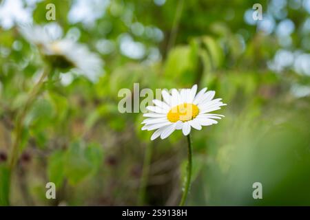 Wild daisy flower on meadow, white chamomiles on green grass background. Marguerite daisy wild plant with large white petal flowers and yellow center. Stock Photo