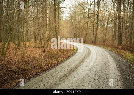 Winding dirt road through the autumn forest Stock Photo
