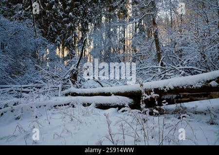 Old unkempt apple orchard in winter Stock Photo