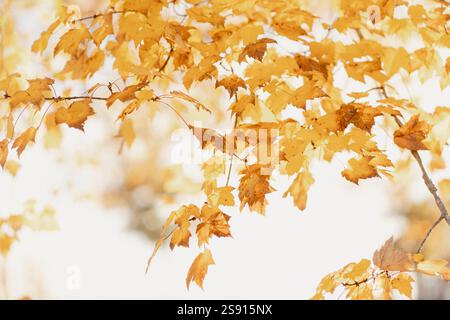 autumn leaves on branches against a bright soft background Stock Photo