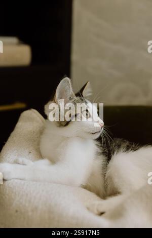 White Tabby Kitten on Neutral Pillow Stock Photo