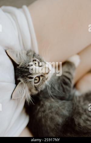 Kitten curled up in lap Stock Photo