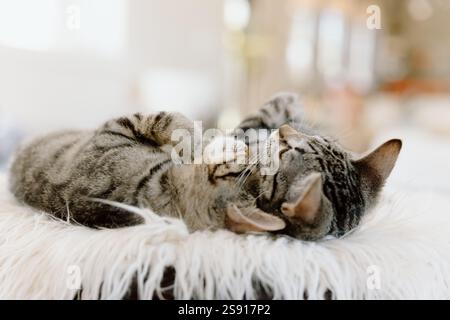 Two tabby kittens close together Stock Photo
