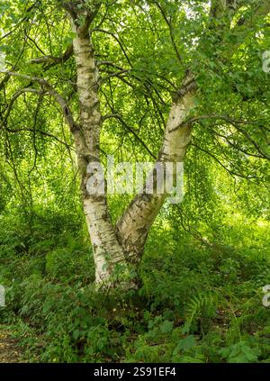 A single silver birch tree (Betula Pendula) with two trunks with white silvery bark and verdant green foliage in July, Leicestershire, England, UK Stock Photo