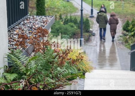 Rain Tree Example Rain-soaked golden rain tree leaves carpet the ground at Chuxiu Garden ...