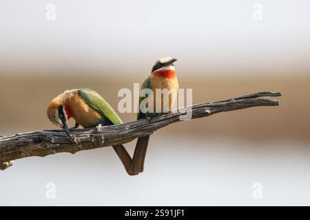 Breeding pair of Bee-Eaters sitting on branch one eating a bee Stock Photo