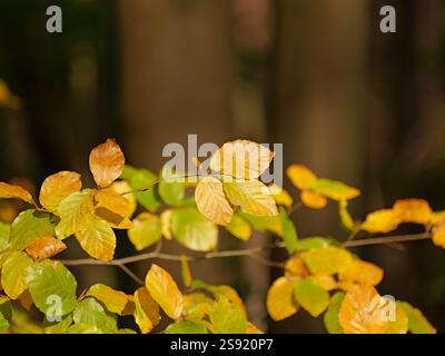yellow bright leaves hang on the branches. Bright yellow leaves hang on the branches and usher in autumn Stock Photo