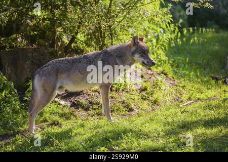 A male grey wolf (Canis lupus lupus) stands at the edge of a forest on a sunny day in beautiful, warm light Stock Photo