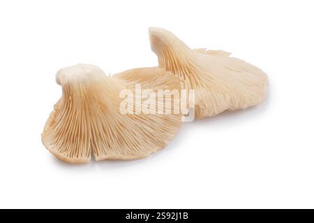 Studio shot of Oyster mushrooms cut out against a white background Stock Photo