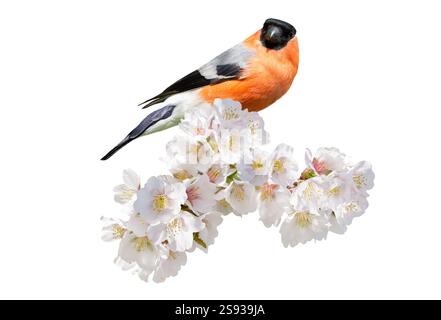 Little bird perching on branch of blossom cherry tree isolated on white background. The male of common bullfinch Stock Photo