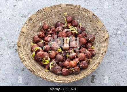 Sprouted red onions in a wicker basket on the concrete floor. Stock Photo