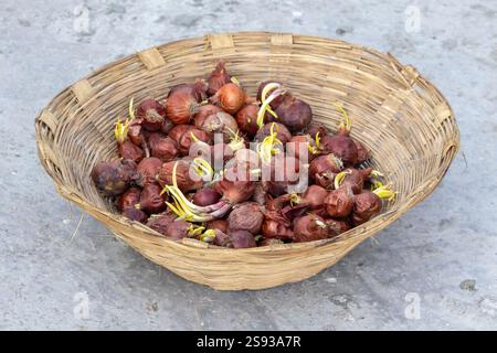 Red onions with sprouting rested in a wicker basket on the concrete surface. Stock Photo