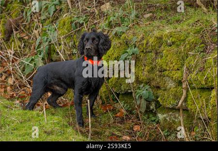 Kelsall, Cheshire, UK - January 21st 2025 - Black working cocker spaniel out loose in the field Stock Photo