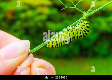 Black swallowtail butterflies caterpillar on the stalk with hand 1 Stock Photo