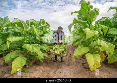 biggest tobacco producing countries Figure S5. Annual tonnage of in cigarette production and Which Country Produces The Best