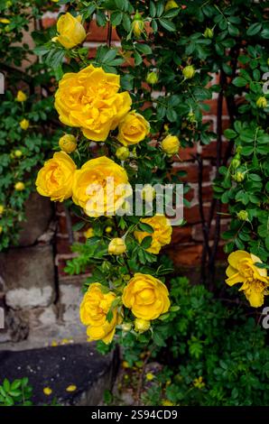 Bright yellow roses Stock Photo