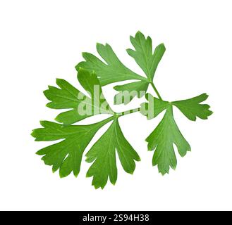 Green flat leaf parsley leaves isolated cutout on white Stock Photo