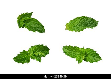 Green mint leaves isolated on white background Stock Photo